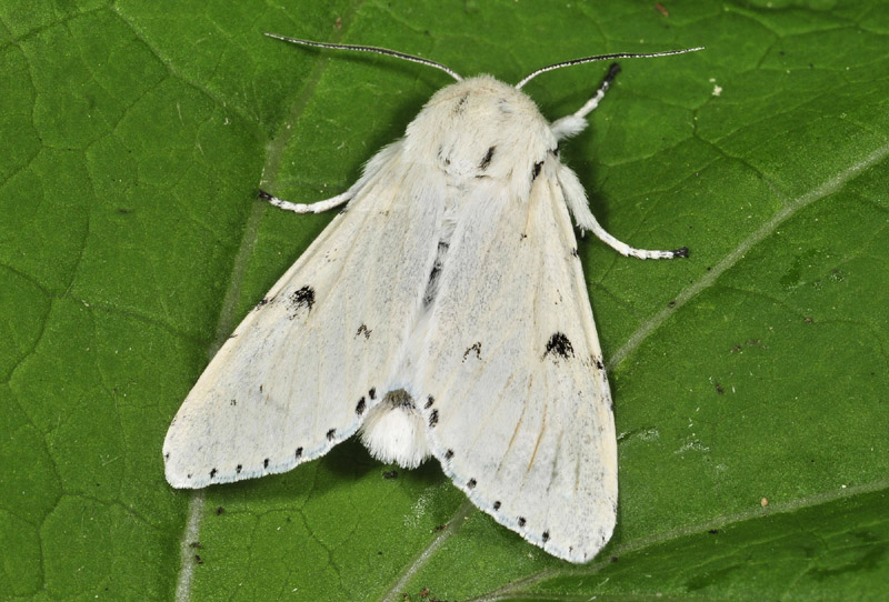 Alcune specie da Vezza d''Oglio